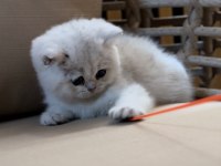 Safkan British Shorthair