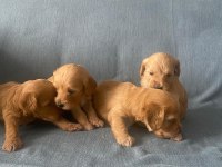 Yavru maltipoo köpekler