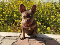 Fransız Bulldog Dişi
