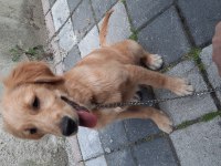 4 aylık eğitimli golden retriever