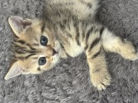 Golden british shorthair kedimiz