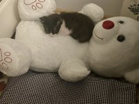 Kedi sevgimiz