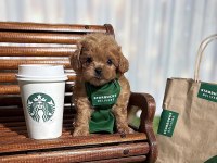 Maltipoo Aşıklarının Aradığı O Yavrular
