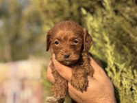 Yasal Çiftlikten Maltipoo Yavrularımız