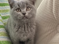 2 aylik dişi british shorthair