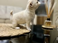 Kalite chihuahua tesadüf değildir
