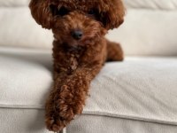 BİR AVUÇ MUTLULUK POODLE
