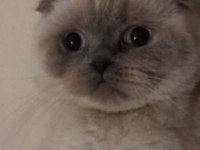 3 Yaşında Dişi Scottish Fold Blue Point