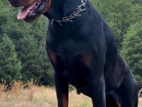 FCI KIF secereli doberman yavruları