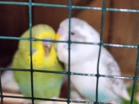 Yeni Yeme Düşen Jumbo Muhabbet Kuşu Bebekler