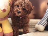 MERSİN TOY POODLE KÖPEKLERİ