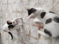 2 Aylık kardeş kediler ücretsiz acil