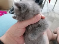 3 aylık dişi british shorthair