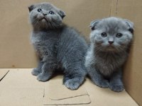 Dişi ve Erkek Scottish Fold Bebekler