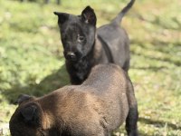 Koyu maskeli hırslı malinois yavrular