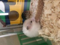 Suriye hamsterı