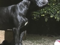 KİFŞecereli Cane Corso