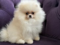 KAR TOPU GİBİ POMERANİAN BOO
