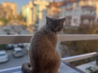 2 yaşında erkek scottish straight ücretsiz