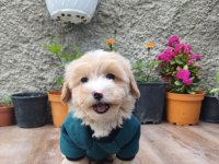 Erkek maltipoo bebek