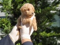 Sevgi Dolu Maltipoo Yavrularımız