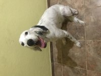 6 aylık dişi english Setter aşıları tam