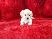 Kore maltese terrier yavrularım