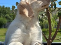 Labrador Retriever Yavruları Muhteşem Formda