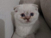 2 Aylık Dişi Safkan Scottish Fold