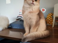 Blue golden dişi 5 Aylık british shorthair