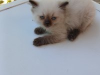 SECERELİ ORJİNAL RAGDOLL YAVRUMUZ YUVASINI ARIYOR