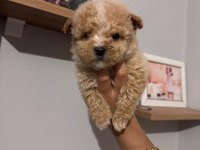 Maltipoo yavrularımız