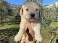 İlk garantili golden retriever yavrularımız