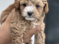 Show kalite kore tea cup maltipoo yavrularımız