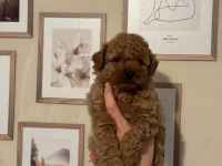 AŞILI WC EĞİTİMLİ TOY POODLE YAVRULAR