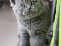 Safkan full british shorthair soy yavrular