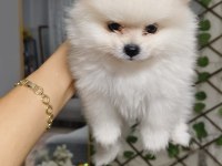 Pomeranian Boo Erkek Ve Dişi Yavrularımız