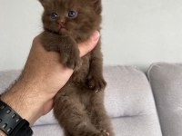 Nadir bulunan özel seri british shorthair bebekler