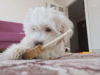4 aylık maltese terrier satılık