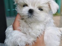 Korean morkie puppies (cheap) 1bucuk kg