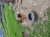 Yavru alman çoban köpeği