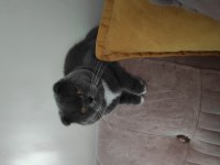 Yakışıklı scottish fold oğlum loki