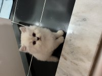 Safkan mavi gözlü erkek yavru british longhair