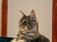 Şecereli dernek kayıtlı eğlence yumağı maine coon NOİSY
