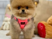 BİBLO POMERANİAN BOO YAVRULARIMIZ