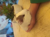 Erkek kısa tüy ginepig