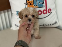 Ruhsatlı çiftlikde ziyarete açık tea cup kore maltipoo