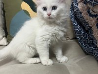 Van kedisi yavruları
