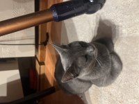 RUSSIAN BLUE KEDİMİZ İSTEYENE YAVRULARI İLE BİRLİKTE
