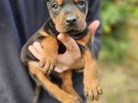 Doberman Bebekleri